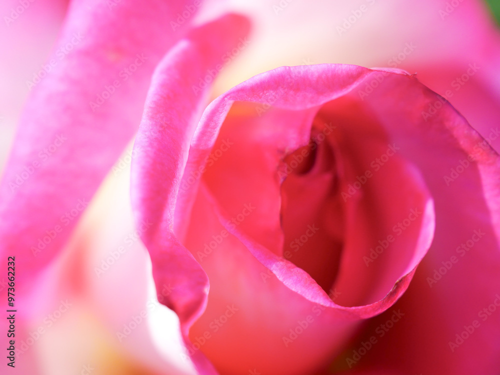 ピンク色の薔薇の花びらのマクロ写真 ピンク色の薔薇の花びらのマクロ写真
