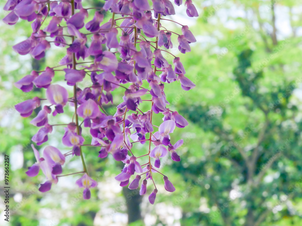 新緑の中で咲く藤の花 新緑の中で咲く藤の花