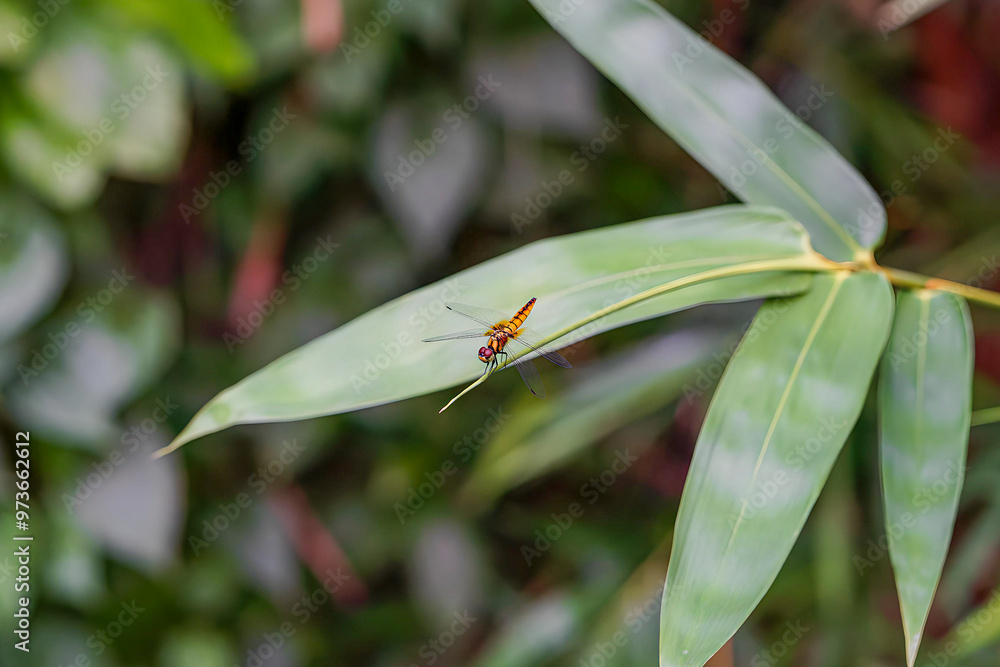 Close up shot of a dragonfly sitting on a bamboo leaf Close up shot of a dragonfly sitting on a bamboo leaf