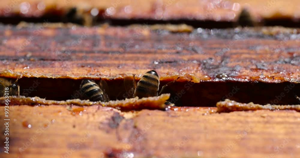 bees and their hive with wooden honeycomb frames, a bee hive with honey bees in sunny weather in summer bees and their hive with wooden honeycomb frames, a bee hive with honey bees in sunny weather in summer