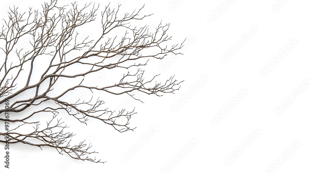 Close-Up of Dry Tree Branches Isolated on White Background.
