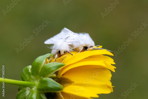 White Satin Moths, Leucoma salicis, on Coreopsis Tickseed photo