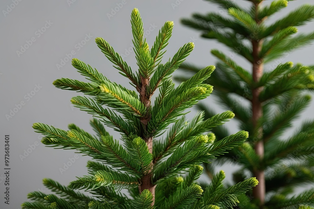 Vibrant Green Spruce Needles on Clear Background Christmas Clip Art Enhancements Vibrant Green Spruce Needles on Clear Background Christmas Clip Art Enhancements