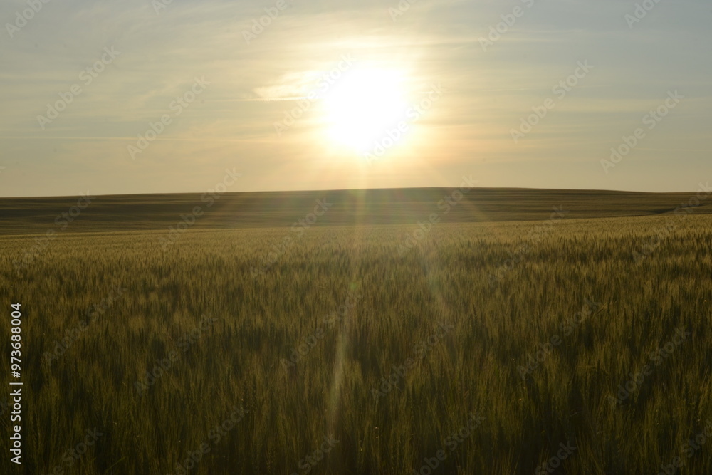 Sunset in a wheat field. Sunset in a wheat field.