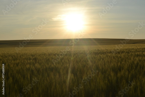 Sunset in a wheat field.