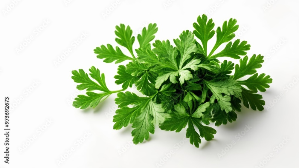 Fresh and vibrant green parsley leaves Fresh and vibrant green parsley leaves