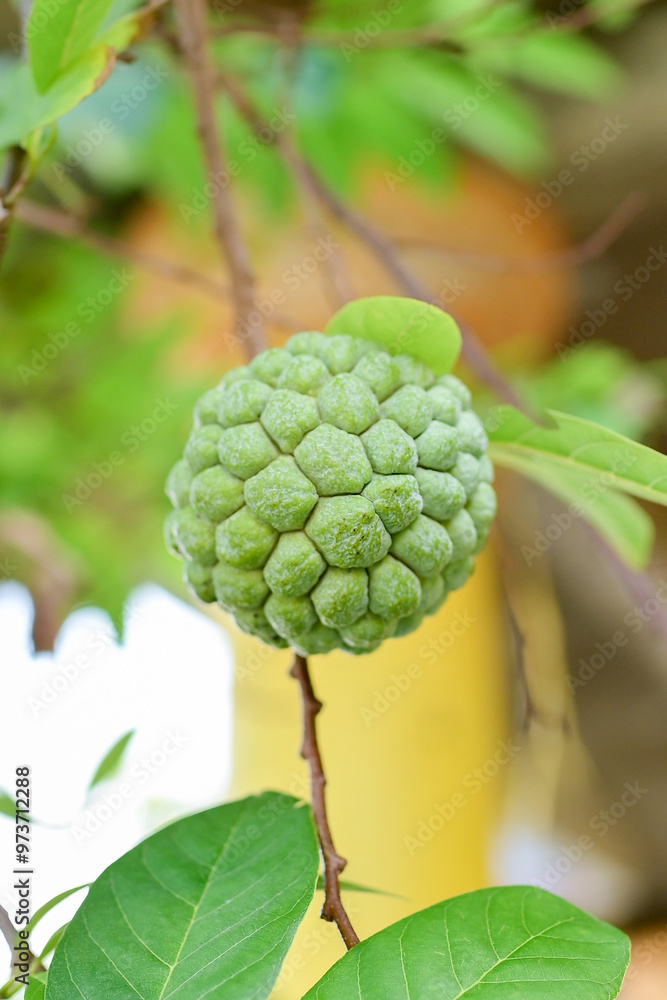 Fototapeta premium A ripe custard apple, with its unique bumpy texture and vibrant green color 