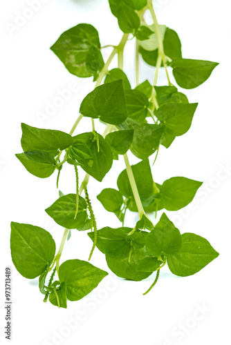 Leaves and Stems of Peperomia pellucida Plant (pepper elder, shining bush plant, crab claw herb)