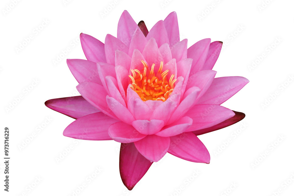 Fototapeta premium Pink Lotus flower isolated on transparent background png file