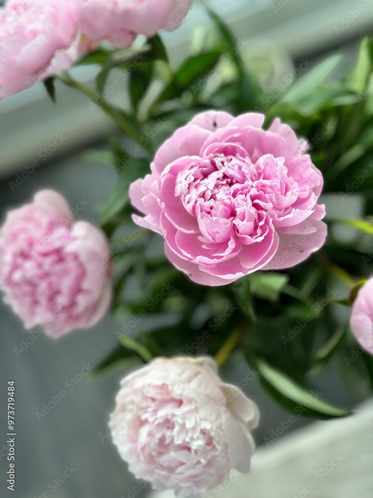 Peony flowers. A bouquet of pink flowers Peony flowers. A bouquet of pink flowers