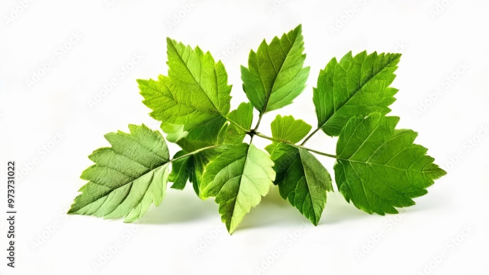 Fresh and vibrant green leaves against a white background Fresh and vibrant green leaves against a white background