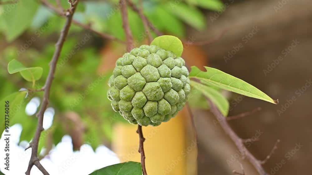 A ripe custard apple, with its unique bumpy texture and vibrant green color A ripe custard apple, with its unique bumpy texture and vibrant green color