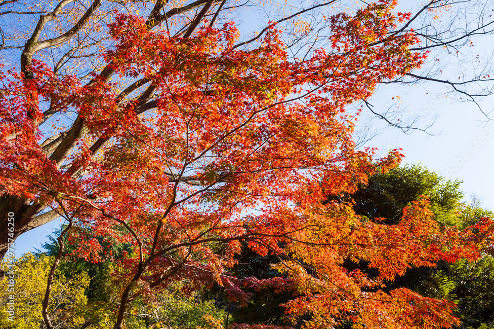日本の風景・秋 東京都千代田区 紅葉の日比谷公園 日本の風景・秋 東京都千代田区 紅葉の日比谷公園