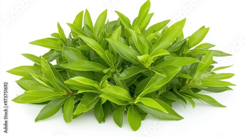 Lush Green Leaves of a Plant on a White Background