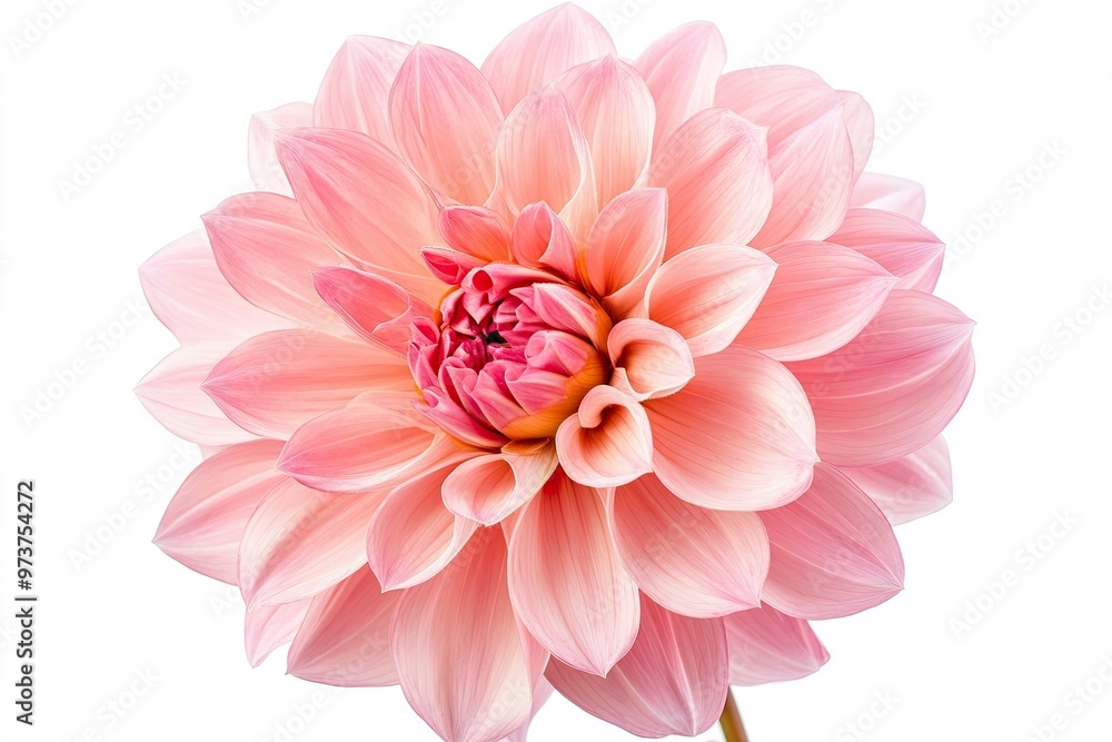 Blooming pink flower of a dahlia isolated on white background, close-up in studio , ai Blooming pink flower of a dahlia isolated on white background, close-up in studio , ai