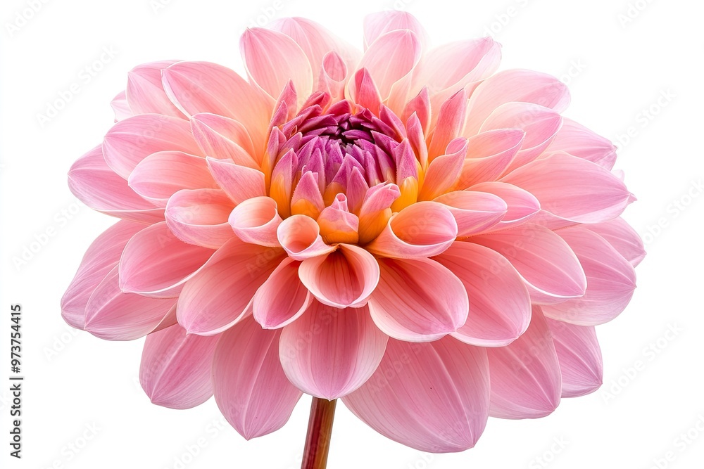 Blooming pink flower of a dahlia isolated on white background, close-up in studio , ai Blooming pink flower of a dahlia isolated on white background, close-up in studio , ai