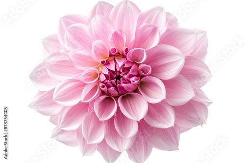 Blooming pink flower of a dahlia isolated on white background, close-up in studio , ai