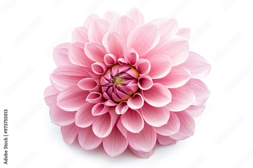 Blooming pink flower of a dahlia isolated on white background, close-up in studio , ai Blooming pink flower of a dahlia isolated on white background, close-up in studio , ai