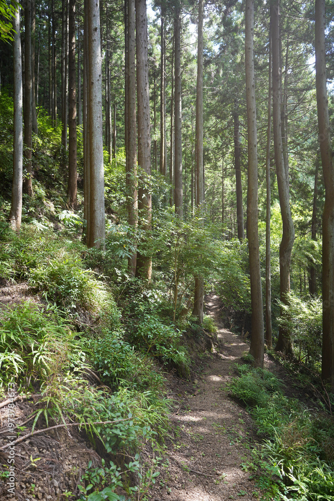 Fototapeta premium 日本の杉森