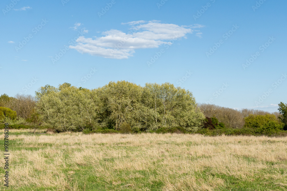 wild field meadow and grove on the outskirts of the city abandoned park spring background with copy-space wild field meadow and grove on the outskirts of the city abandoned park spring background with copy-space
