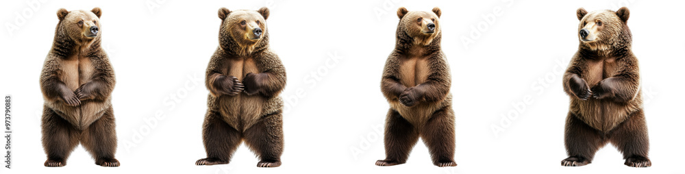 Fototapeta premium brown bear standing isolated on a transparent background.PNG
