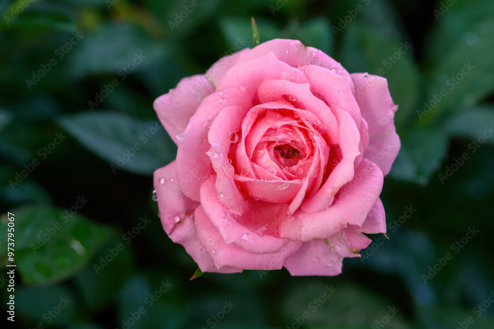 A pink rose with water droplets on its petals blooms in the garden. A pink rose with water droplets on its petals blooms in the garden.