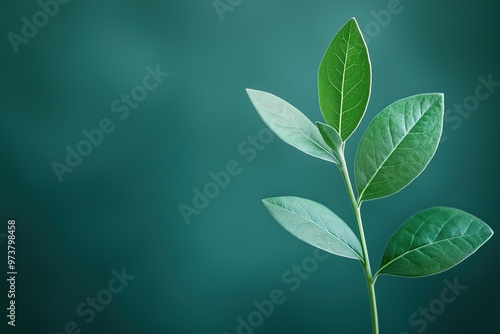 Green leaves branch growing on dark green background