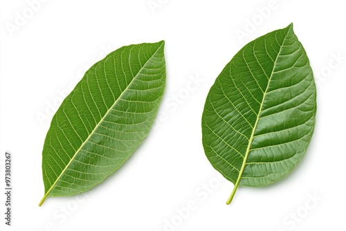 Walnut leaves collection. Leaves top view isolated. Green walnut leaf on white background. Flat lay leaf with clipping path. Full depth of field. Perfect not AI walnut leaf, true photo, ai