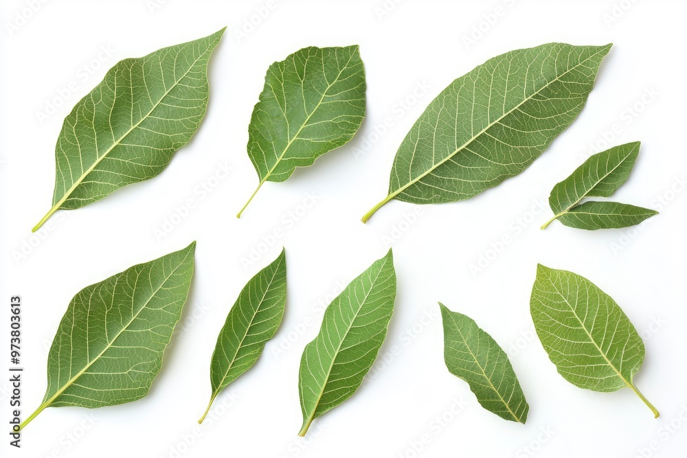 Walnut leaves collection. Leaves top view isolated. Green walnut leaf on white background. Flat lay leaf with clipping path. Full depth of field. Perfect not AI walnut leaf, true photo, ai Walnut leaves collection. Leaves top view isolated. Green walnut leaf on white background. Flat lay leaf with clipping path. Full depth of field. Perfect not AI walnut leaf, true photo, ai