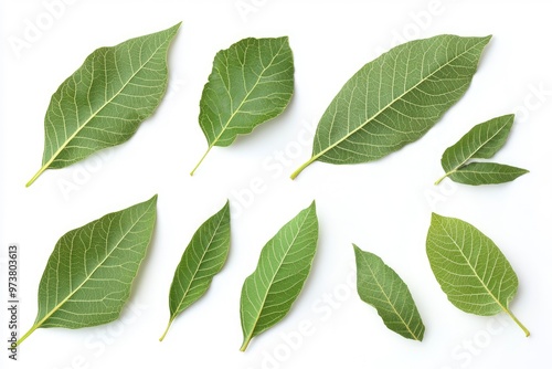 Walnut leaves collection. Leaves top view isolated. Green walnut leaf on white background. Flat lay leaf with clipping path. Full depth of field. Perfect not AI walnut leaf, true photo, ai