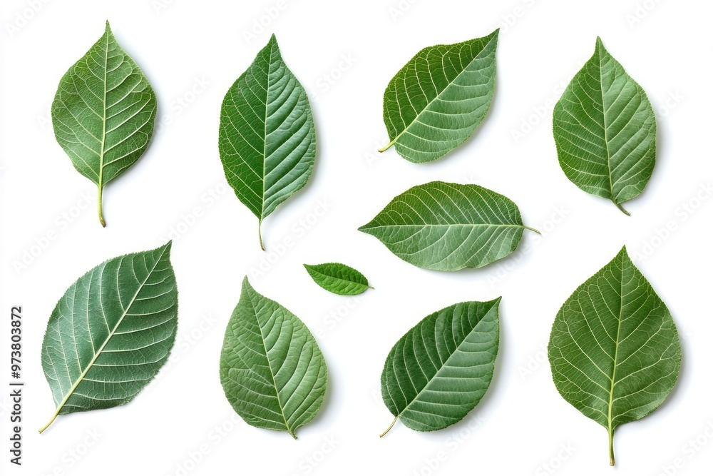 Walnut leaves collection. Leaves top view isolated. Green walnut leaf on white background. Flat lay leaf with clipping path. Full depth of field. Perfect not AI walnut leaf, true photo, ai Walnut leaves collection. Leaves top view isolated. Green walnut leaf on white background. Flat lay leaf with clipping path. Full depth of field. Perfect not AI walnut leaf, true photo, ai