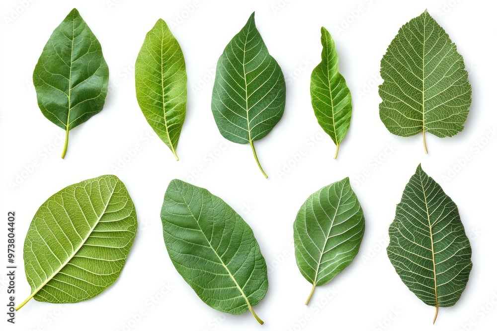 Walnut leaves collection. Leaves top view isolated. Green walnut leaf on white background. Flat lay leaf with clipping path. Full depth of field. Perfect not AI walnut leaf, true photo, ai Walnut leaves collection. Leaves top view isolated. Green walnut leaf on white background. Flat lay leaf with clipping path. Full depth of field. Perfect not AI walnut leaf, true photo, ai