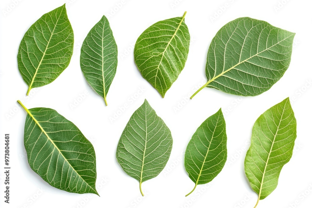 Walnut leaves collection. Leaves top view isolated. Green walnut leaf on white background. Flat lay leaf with clipping path. Full depth of field. Perfect not AI walnut leaf, true photo, ai Walnut leaves collection. Leaves top view isolated. Green walnut leaf on white background. Flat lay leaf with clipping path. Full depth of field. Perfect not AI walnut leaf, true photo, ai