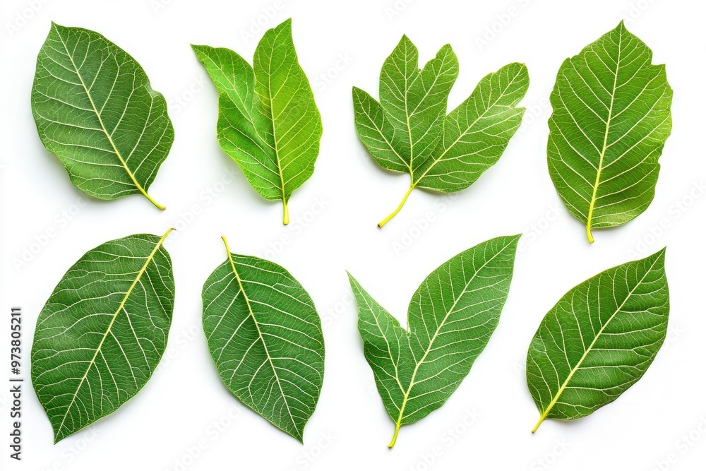 Walnut leaves collection. Leaves top view isolated. Green walnut leaf on white background. Flat lay leaf with clipping path. Full depth of field. Perfect not AI walnut leaf, true photo, ai Walnut leaves collection. Leaves top view isolated. Green walnut leaf on white background. Flat lay leaf with clipping path. Full depth of field. Perfect not AI walnut leaf, true photo, ai