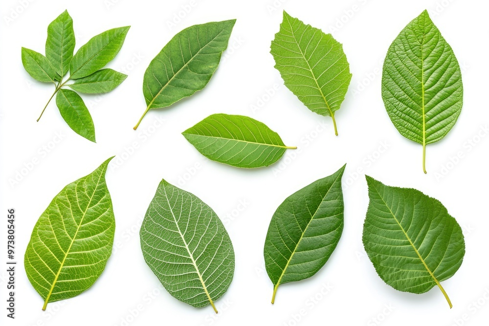 Walnut leaves collection. Leaves top view isolated. Green walnut leaf on white background. Flat lay leaf with clipping path. Full depth of field. Perfect not AI walnut leaf, true photo, ai Walnut leaves collection. Leaves top view isolated. Green walnut leaf on white background. Flat lay leaf with clipping path. Full depth of field. Perfect not AI walnut leaf, true photo, ai