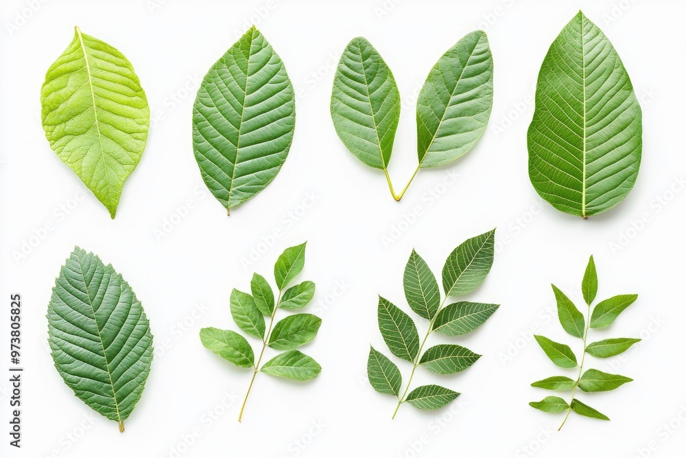 Walnut leaves collection. Leaves top view isolated. Green walnut leaf on white background. Flat lay leaf with clipping path. Full depth of field. Perfect not AI walnut leaf, true photo, ai Walnut leaves collection. Leaves top view isolated. Green walnut leaf on white background. Flat lay leaf with clipping path. Full depth of field. Perfect not AI walnut leaf, true photo, ai