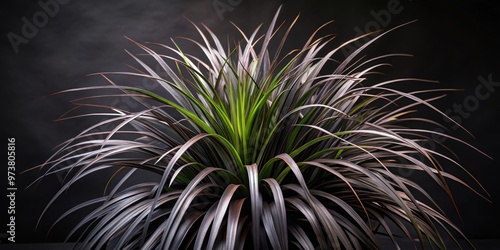 Dark and elegant black mondo grass variety with striking foliage , black, mondo grass, Ophiopogon, planiscapus, Nigrescens photo