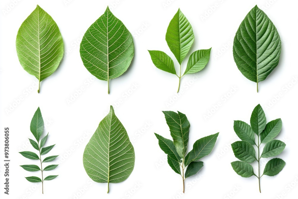 Walnut leaves collection. Leaves top view isolated. Green walnut leaf on white background. Flat lay leaf with clipping path. Full depth of field. Perfect not AI walnut leaf, true photo, ai Walnut leaves collection. Leaves top view isolated. Green walnut leaf on white background. Flat lay leaf with clipping path. Full depth of field. Perfect not AI walnut leaf, true photo, ai