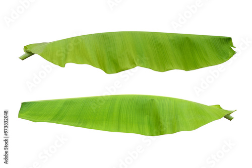 Green banana leafs two side view group set isolate on white background photo