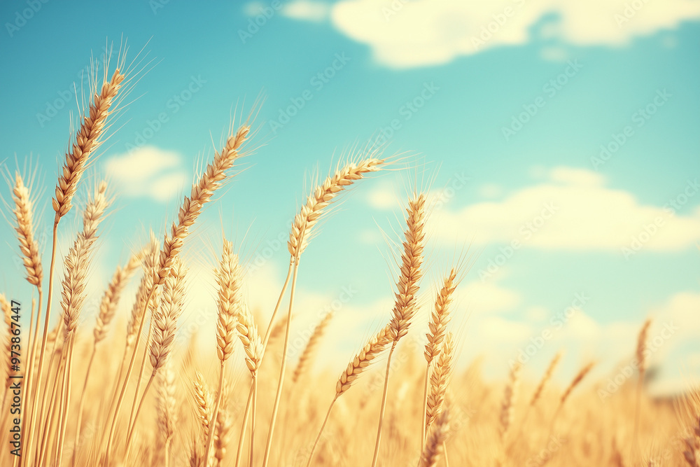 Fototapeta premium Golden wheat field