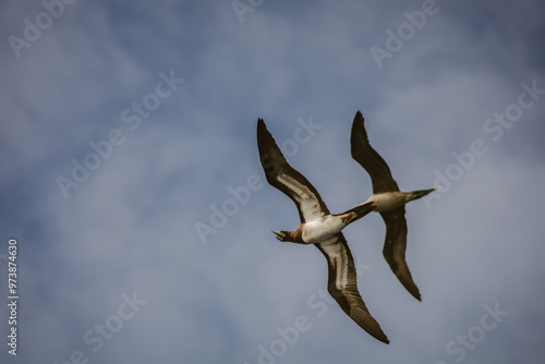 photography of seagulls flying 