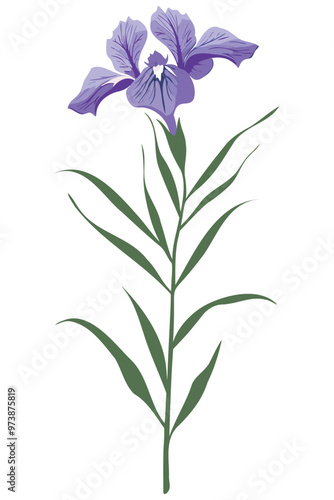 A single purple iris flower with green leaves, isolated on a white background.