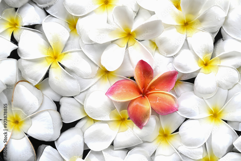 Fototapeta premium Background of white Plumeria flower on the lawn