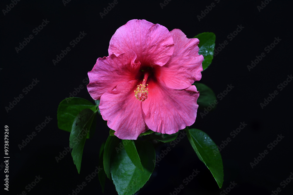 Fototapeta premium Close-up of beautiful hibiscus flowers blooming on a dark background