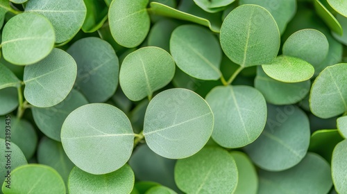 Closeup Green Eucalyptus Leaves Texture Pattern Background