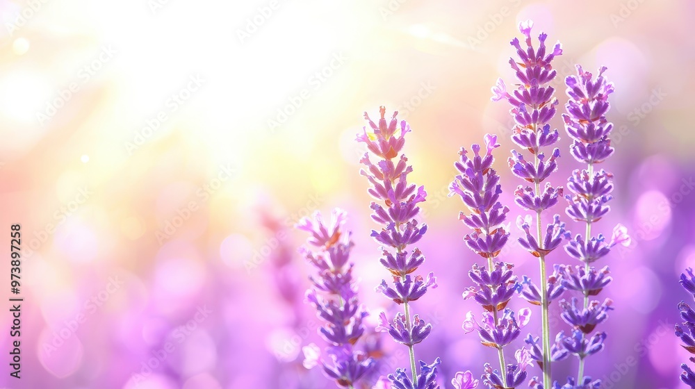 Obraz premium Lavender Flowers in Soft Light Background