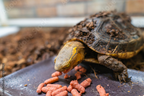 餌を食べるセマルハコガメ photo