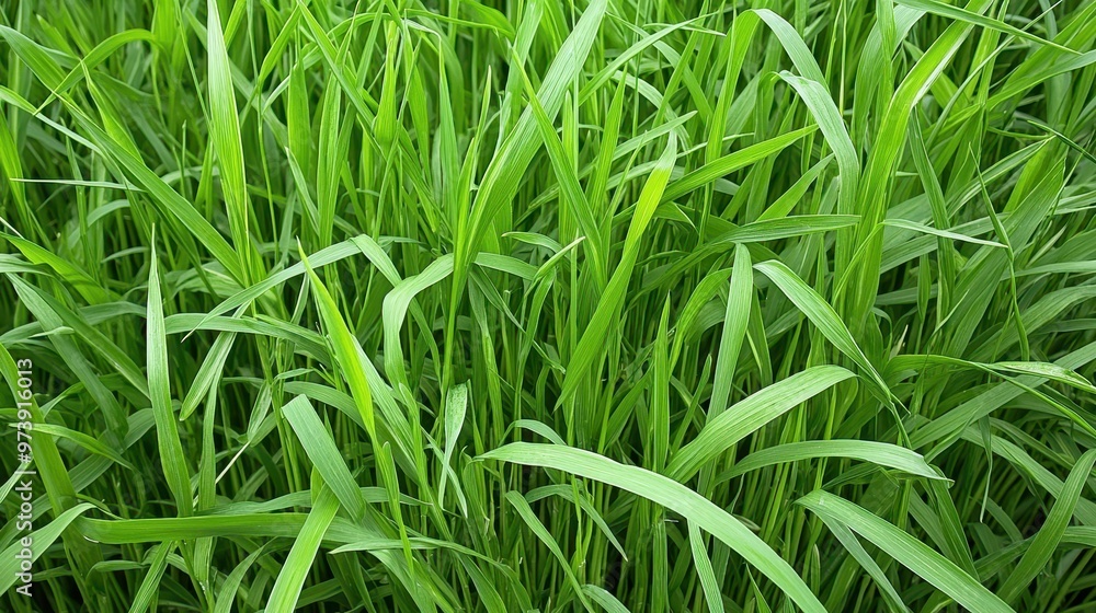 Lush Green Grass Blades Texture Background Lush Green Grass Blades Texture Background