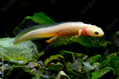 Neotene, leuzistische Bergmolch-Larve // Leucistic & neotenic larva of the Alpine newt (Ichthyosaura alpestris)  photo