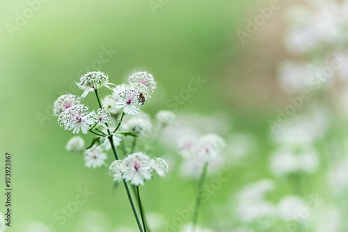 Nature background with spring flowers. Selective and soft focus. Close up.